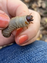 Dynastes tityus