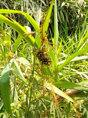 Eleusine coracana
