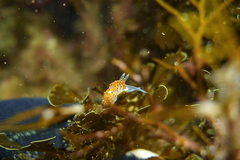 Apata pricei