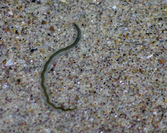 Phyllodocidae