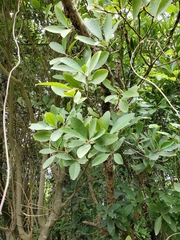 Melicytus chathamicus