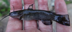 Ameiurus brunneus
