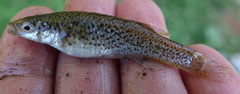 Fundulus rathbuni