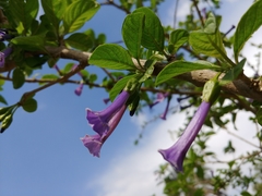 Iochroma cyaneum