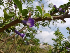 Iochroma cyaneum
