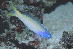 Hoplolatilus starcki