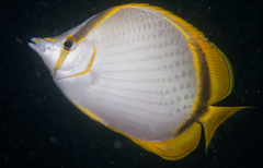 Chaetodon selene