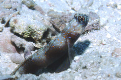 Amblyeleotris latifasciata