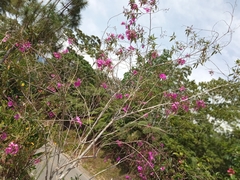 Bauhinia × blakeana