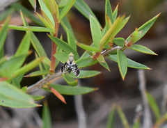 Spathulina acroleuca