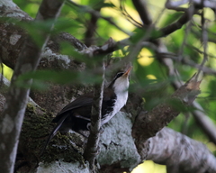 Pomatorhinus horsfieldii