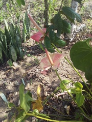 Anthurium andraeanum
