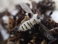 Entomophthoraceae