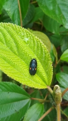 Cosmoscarta discrepans