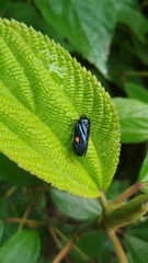 Cosmoscarta discrepans