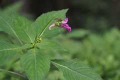 Impatiens textorii