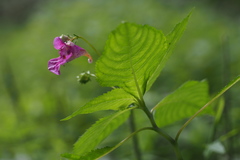 Impatiens textorii