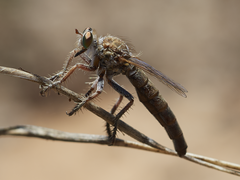 Daspletis setithoracicus