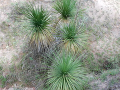 Nolina parviflora