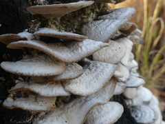 Grevillea floribunda