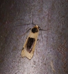 Thysanoptyx