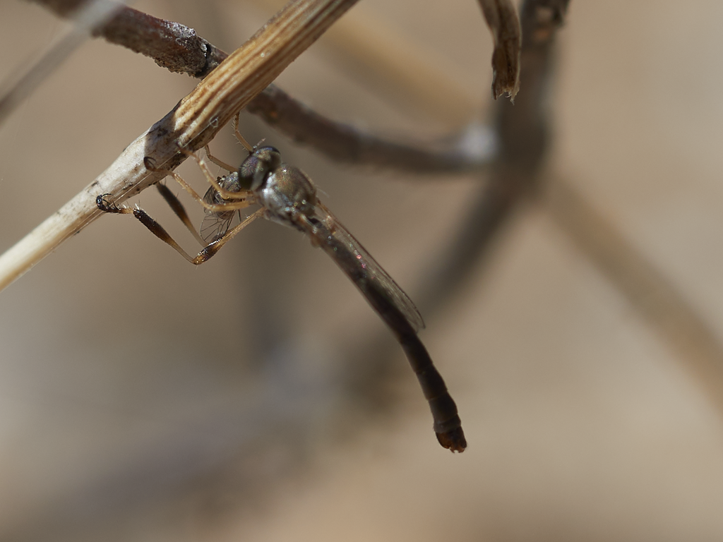 Leptogaster aganniphe