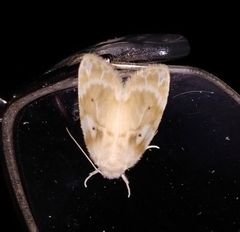 Schistophleps bipuncta