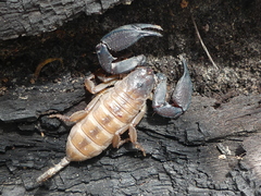 Scorpionoidea