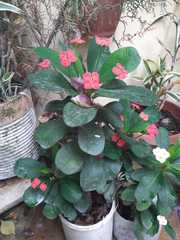 Euphorbia milii