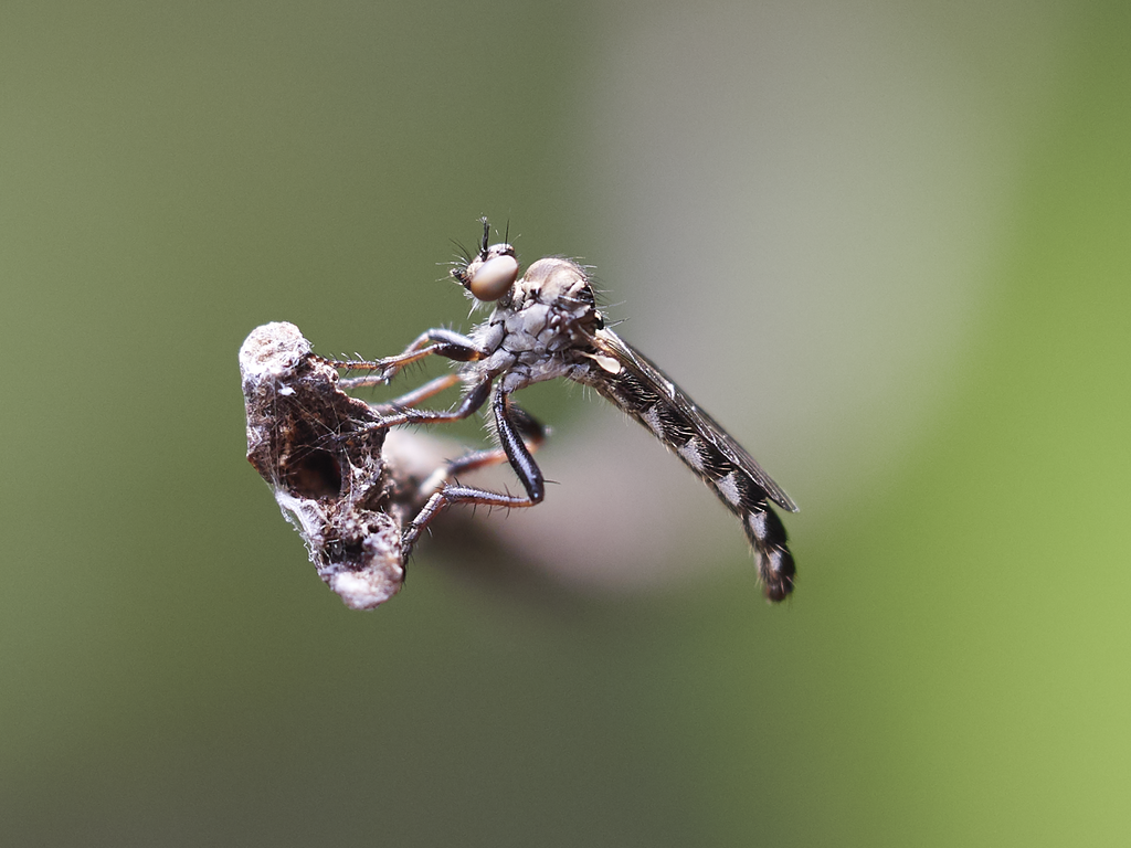 Oligopogon penicillatus