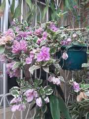 Bougainvillea