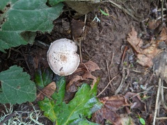 Agaricus kerriganii