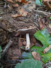 Agaricus kerriganii