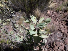 Berberis grevilleana