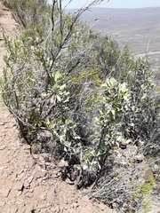 Berberis grevilleana
