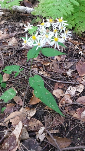Eurybia divaricata