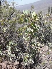 Berberis grevilleana