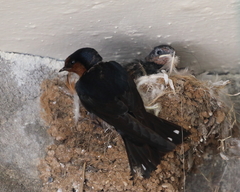 Hirundo domicola