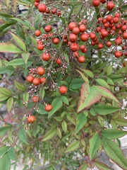Nandina domestica