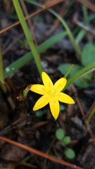 Hypoxis sessilis