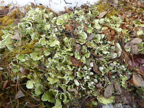 Arctic Kidney Lichen