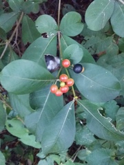 Rauvolfia tetraphylla