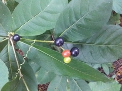 Rauvolfia tetraphylla