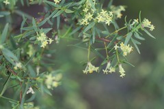 Pimelea microcephala microcephala