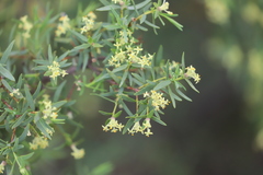 Pimelea microcephala microcephala