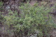 Pimelea microcephala microcephala