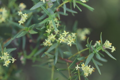 Pimelea microcephala microcephala