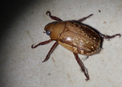 Anoplognathus concolor