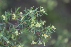 Pimelea microcephala microcephala