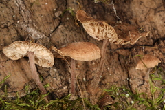 Gymnopus barbipes